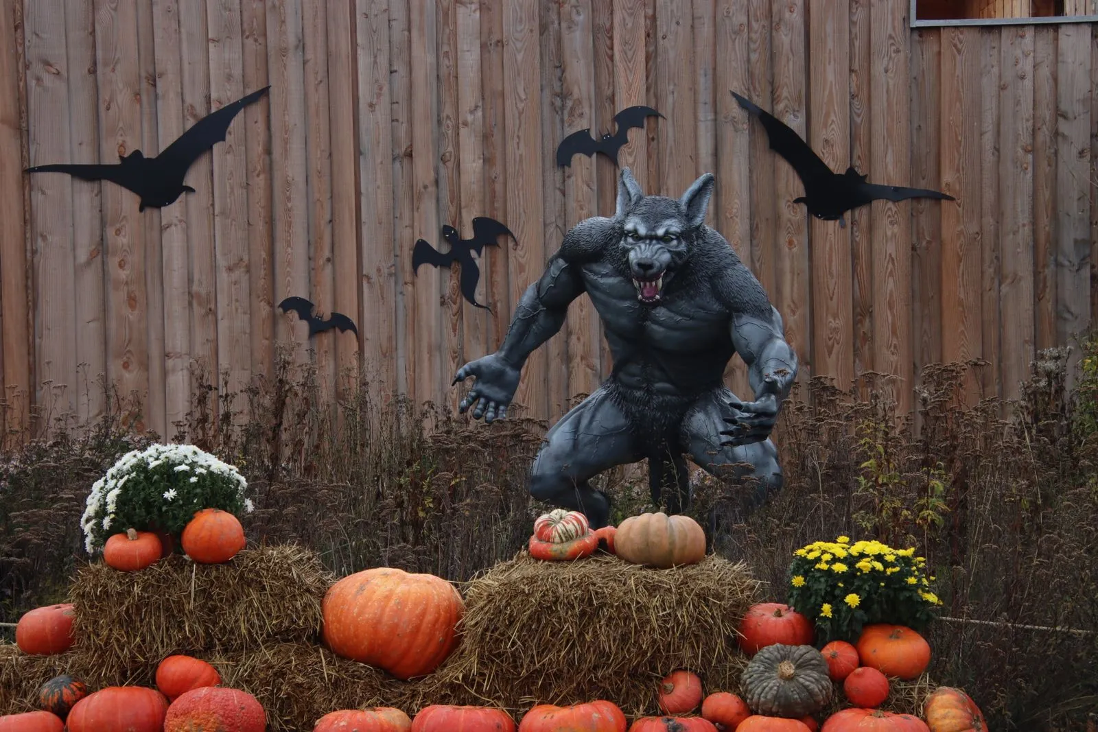 Estátua de lobisomem cercada de abóboras e morcegos em cenário de Halloween